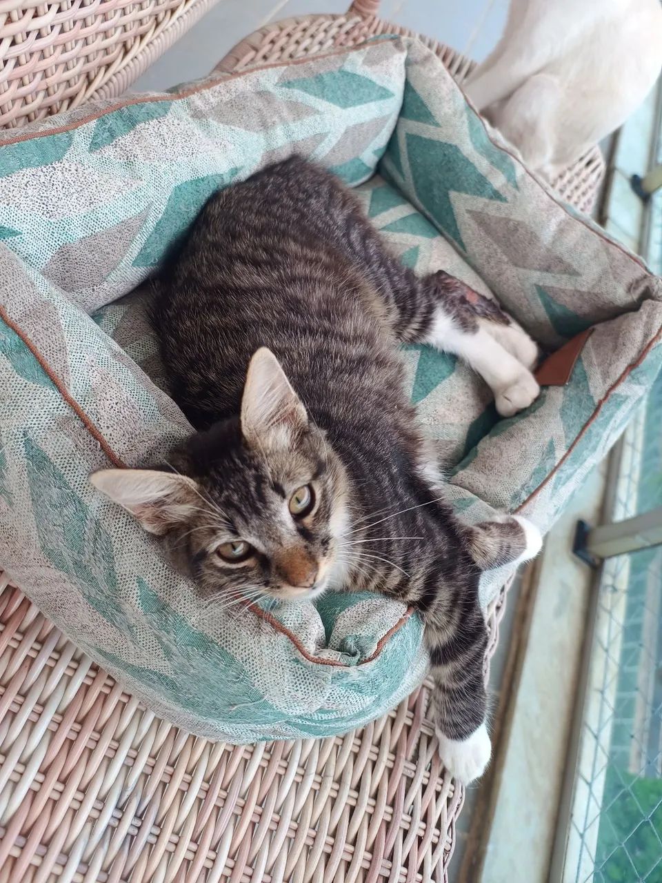 Gatinho Macho de  4 meses para adoção  - Foto 2