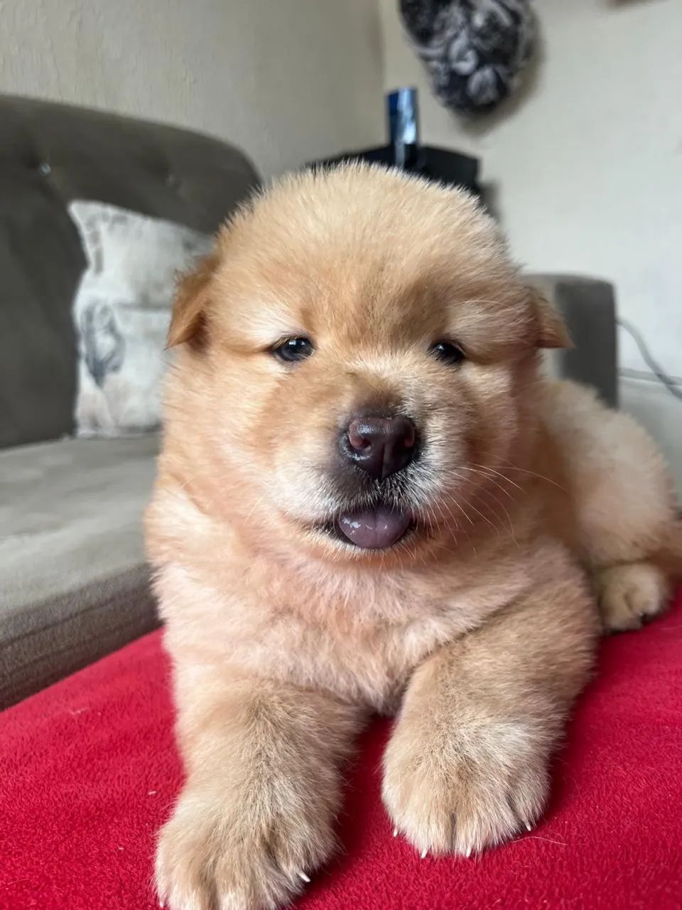 Chow Chow - Foto 2
