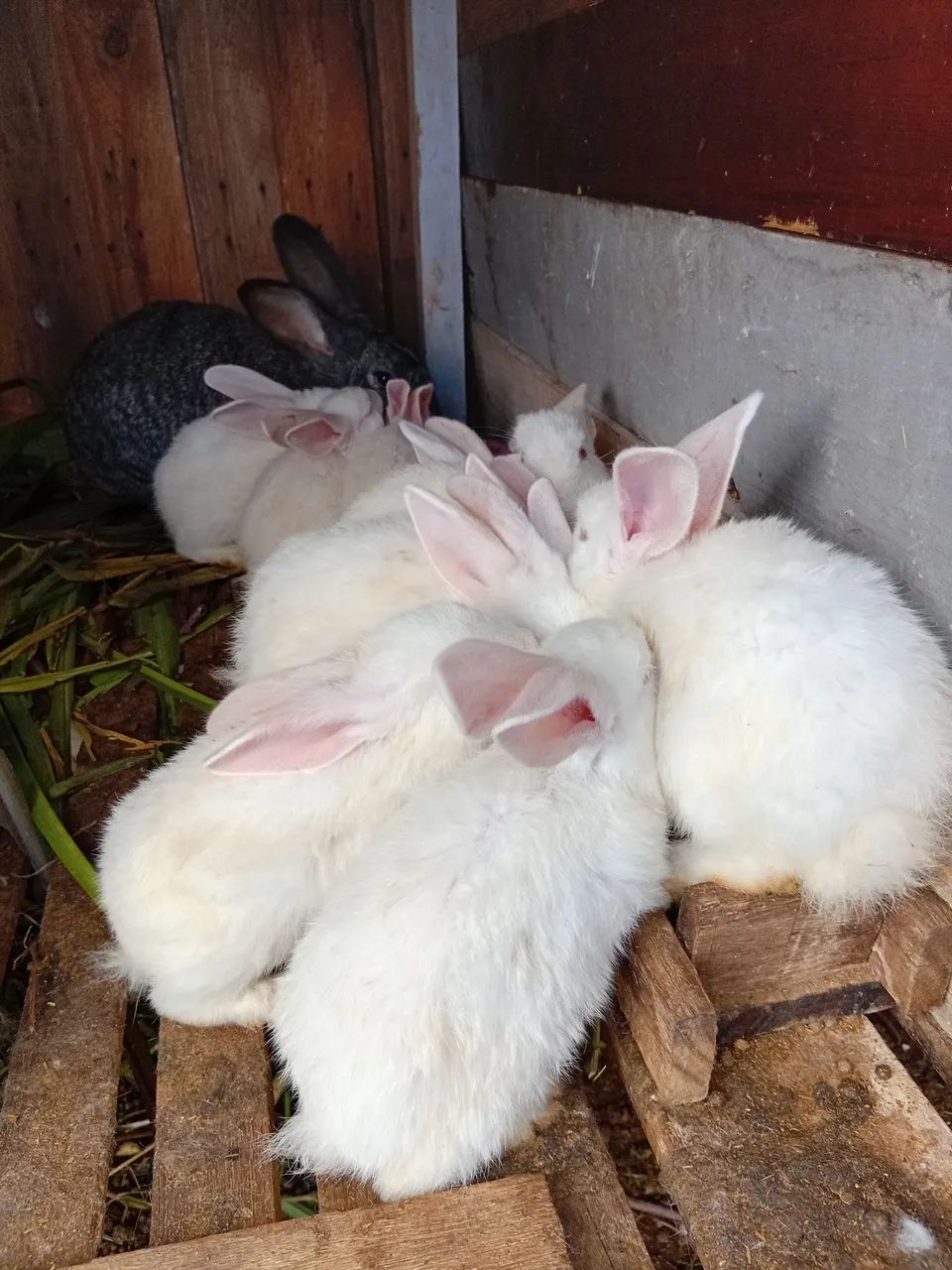 Coelhos e bioterios - Foto 5