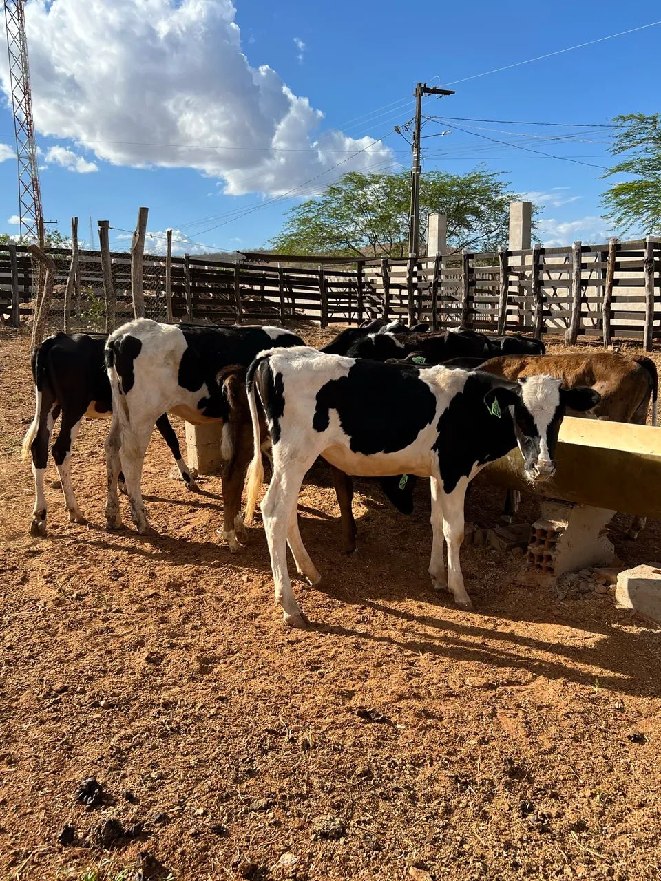 Lote de 9 bezerras  - Foto 2