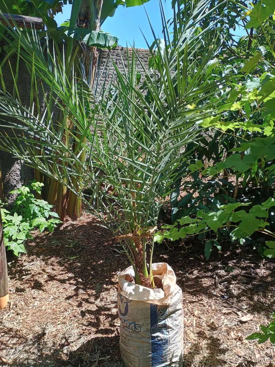Mudas frutíferas  - Foto 5