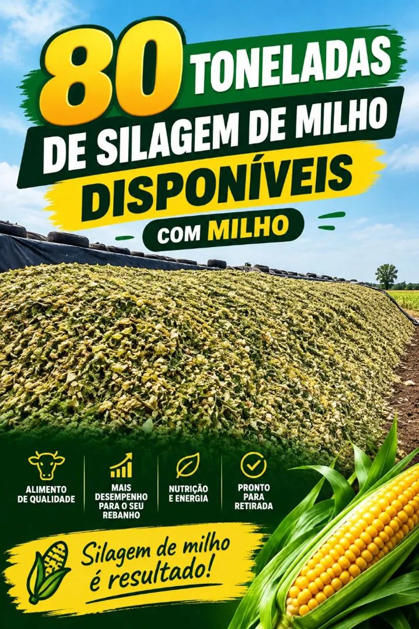Silagem de milho 