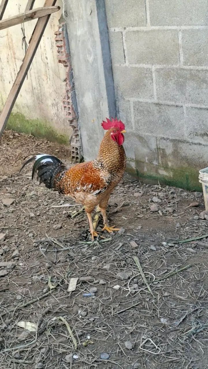 Galo e galinhas - Foto 2