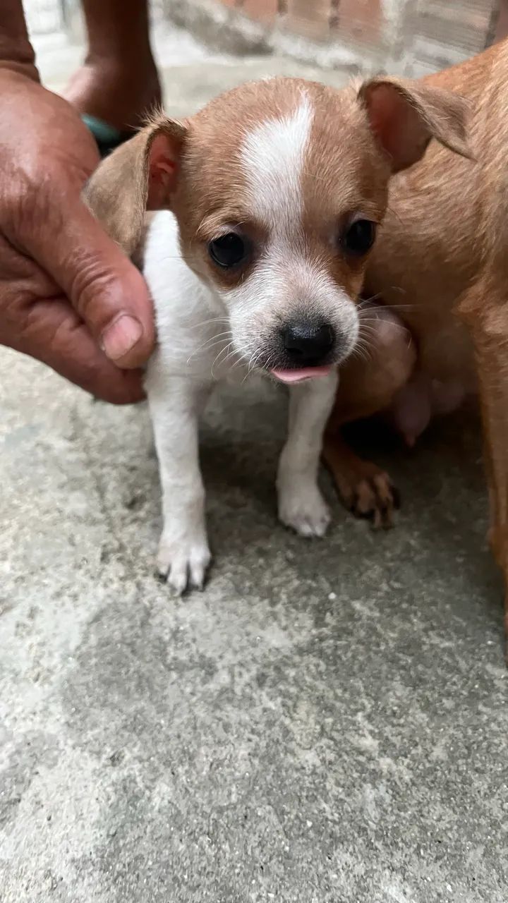 Cachorro  - Foto 5