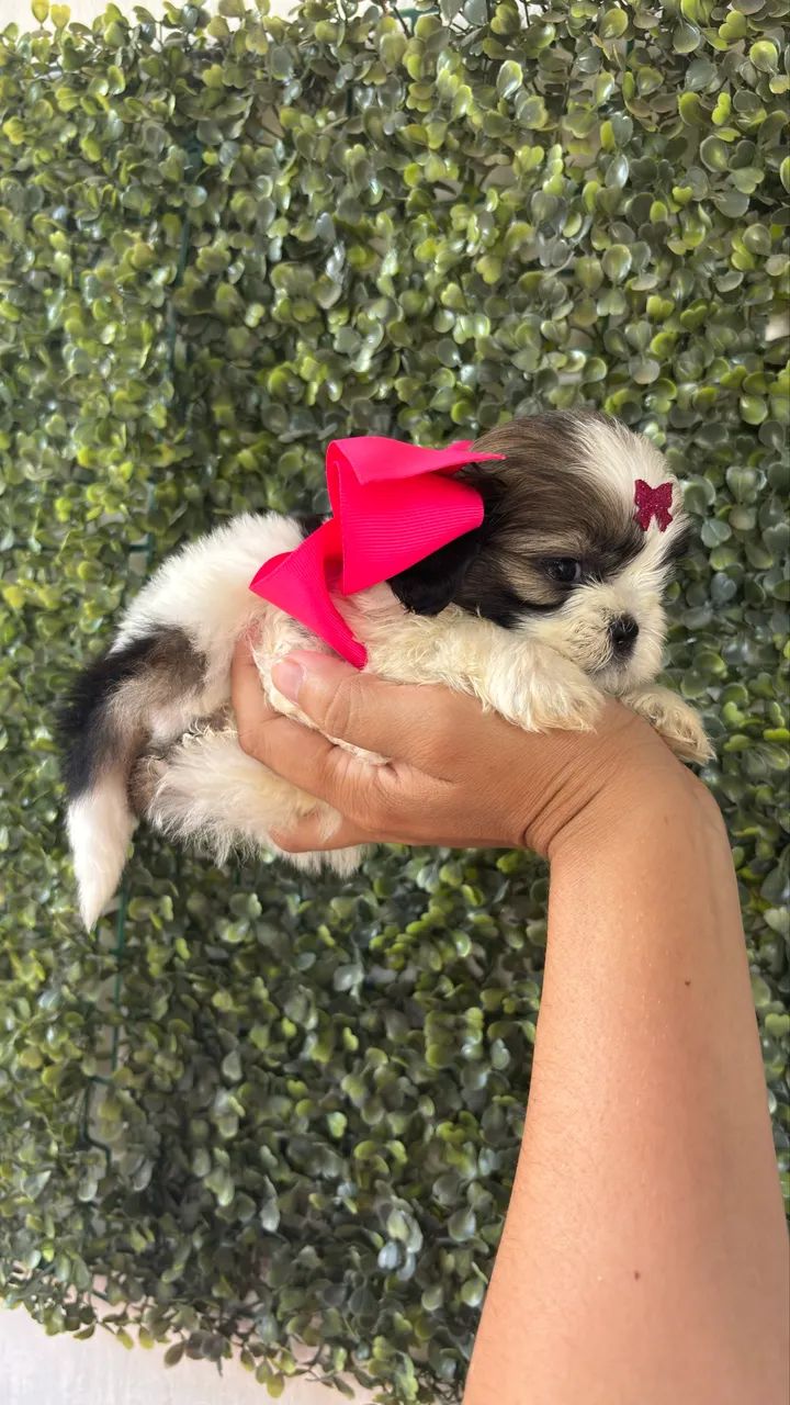 Shihtzu fêmea micro  - Foto 3