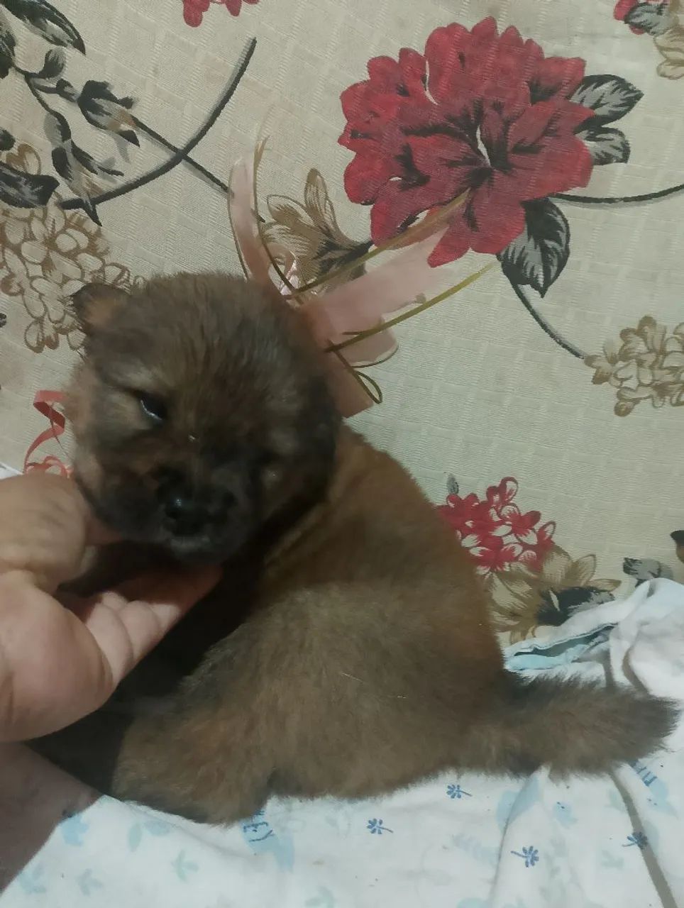 Chow Chow//  - Foto 5