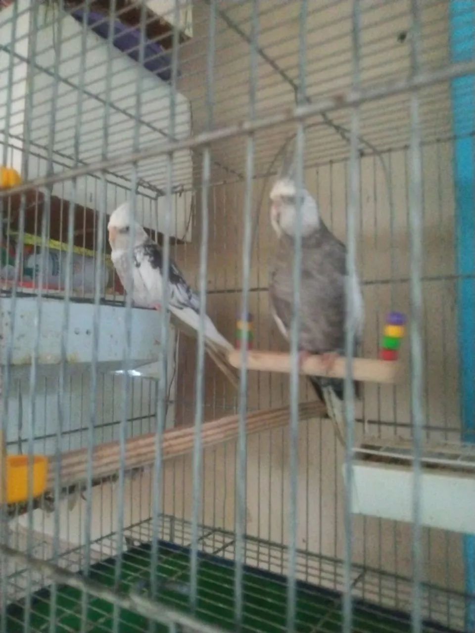 Gaiolas - Foto 2