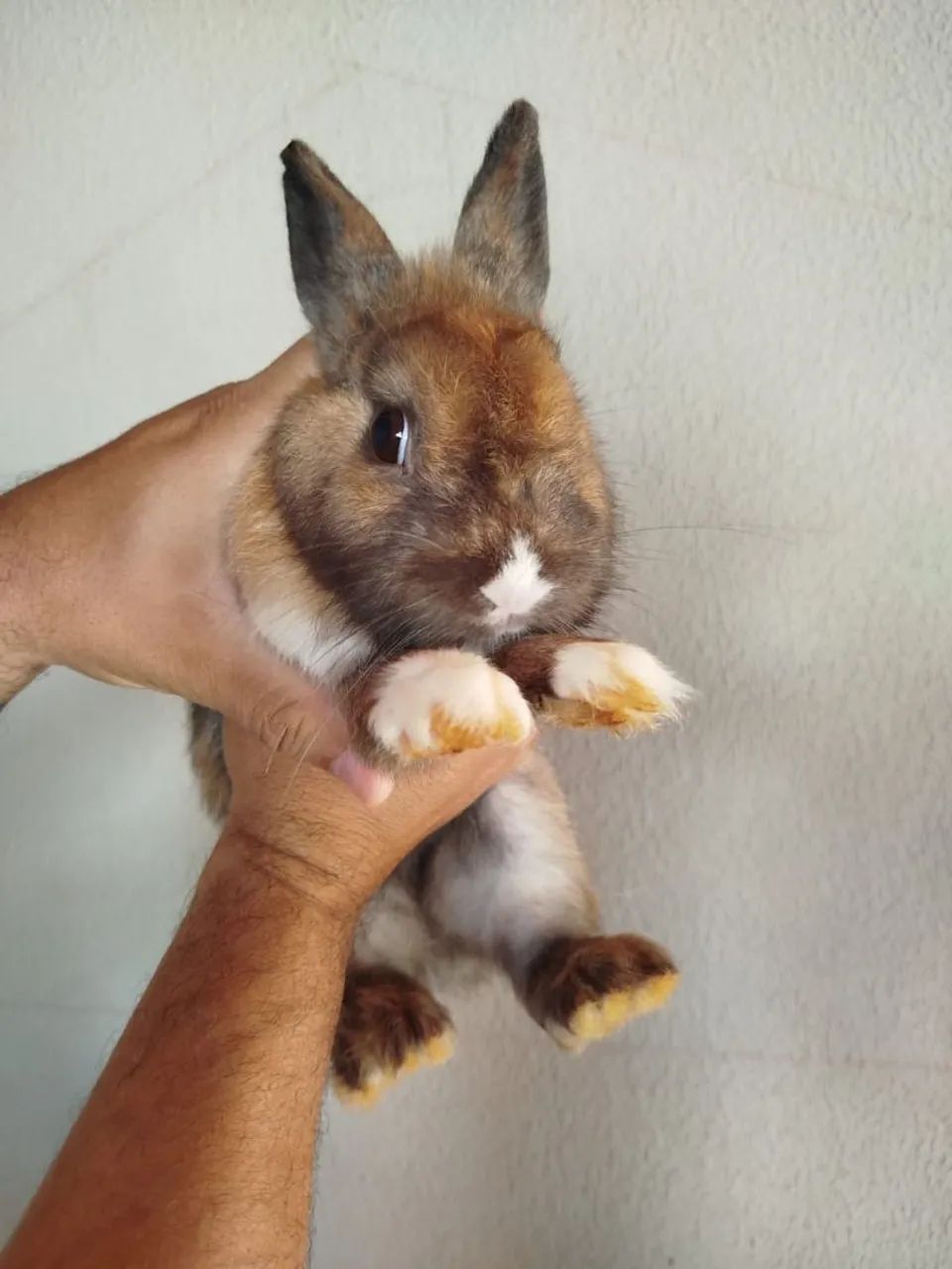 Fêmeas de coelho raça mini holandês  - Foto 2