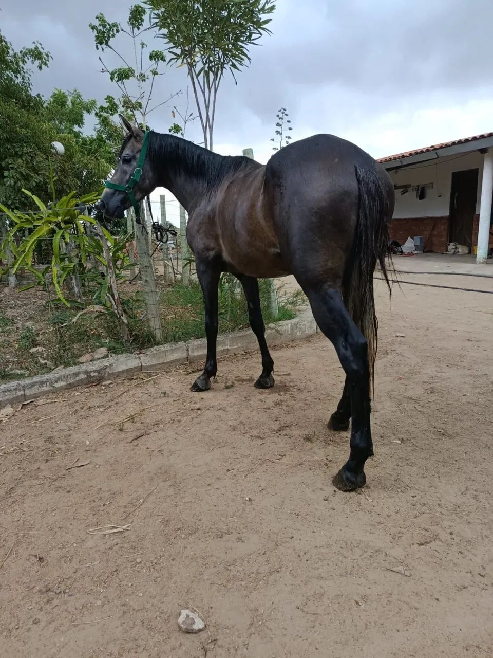 Potro manso de sela  Picado legítimo e de origem - Foto 6