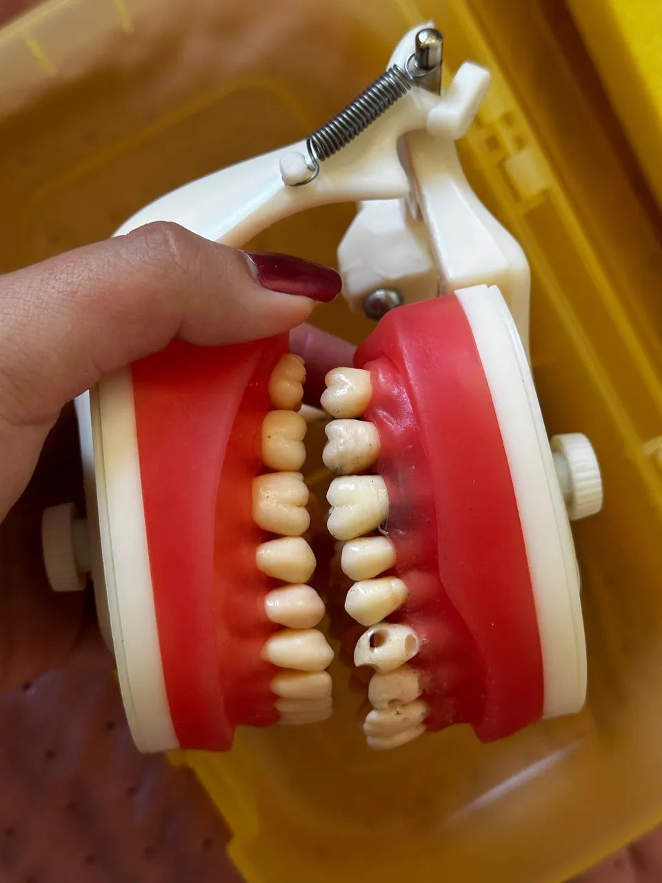 Manequim Top Dentística Pd100  - Foto 5