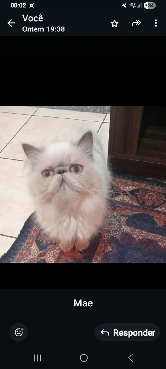 Gata. Himalayio!! - Foto 2