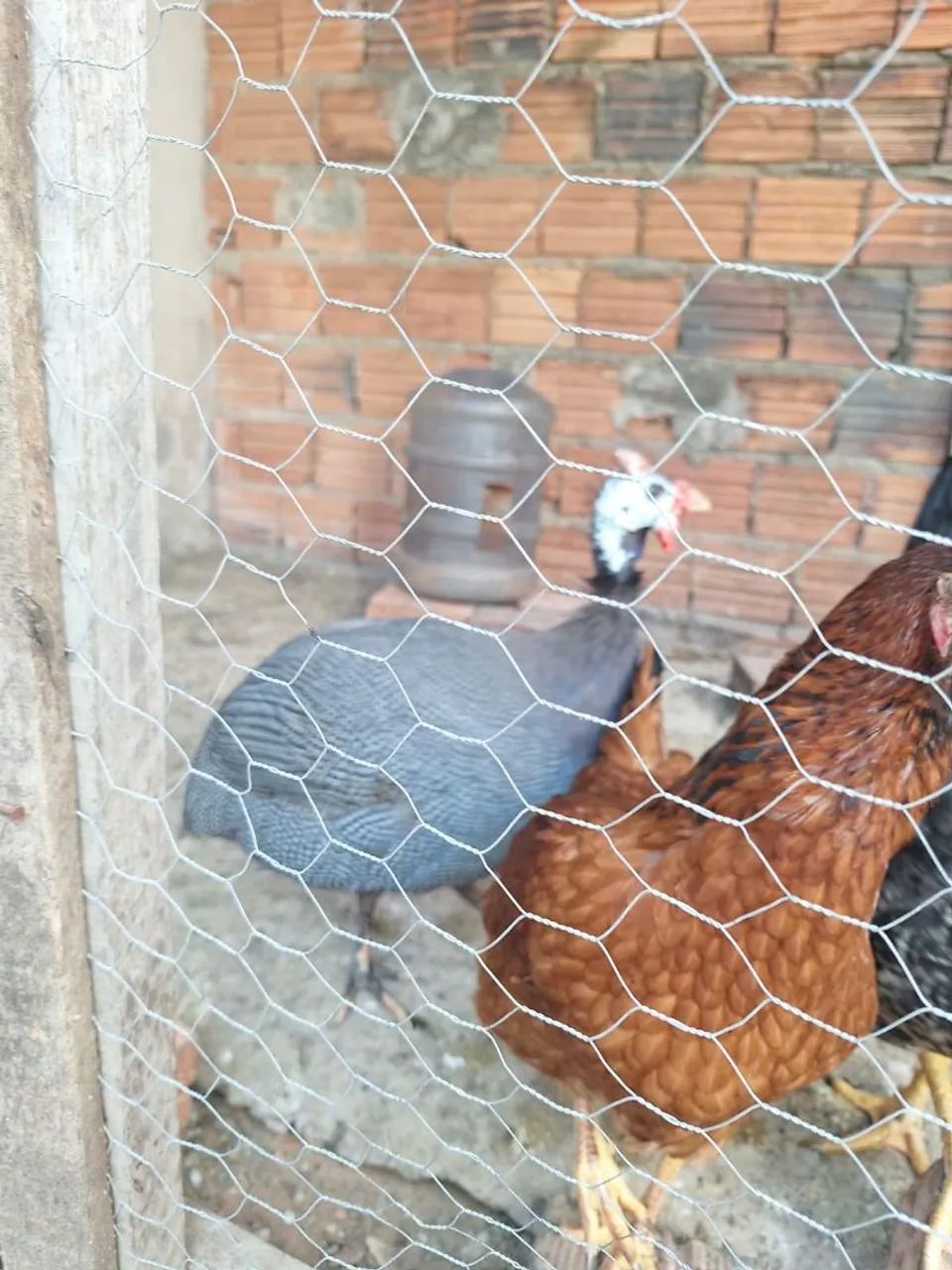 Preço de oportunidade - Capote adulto