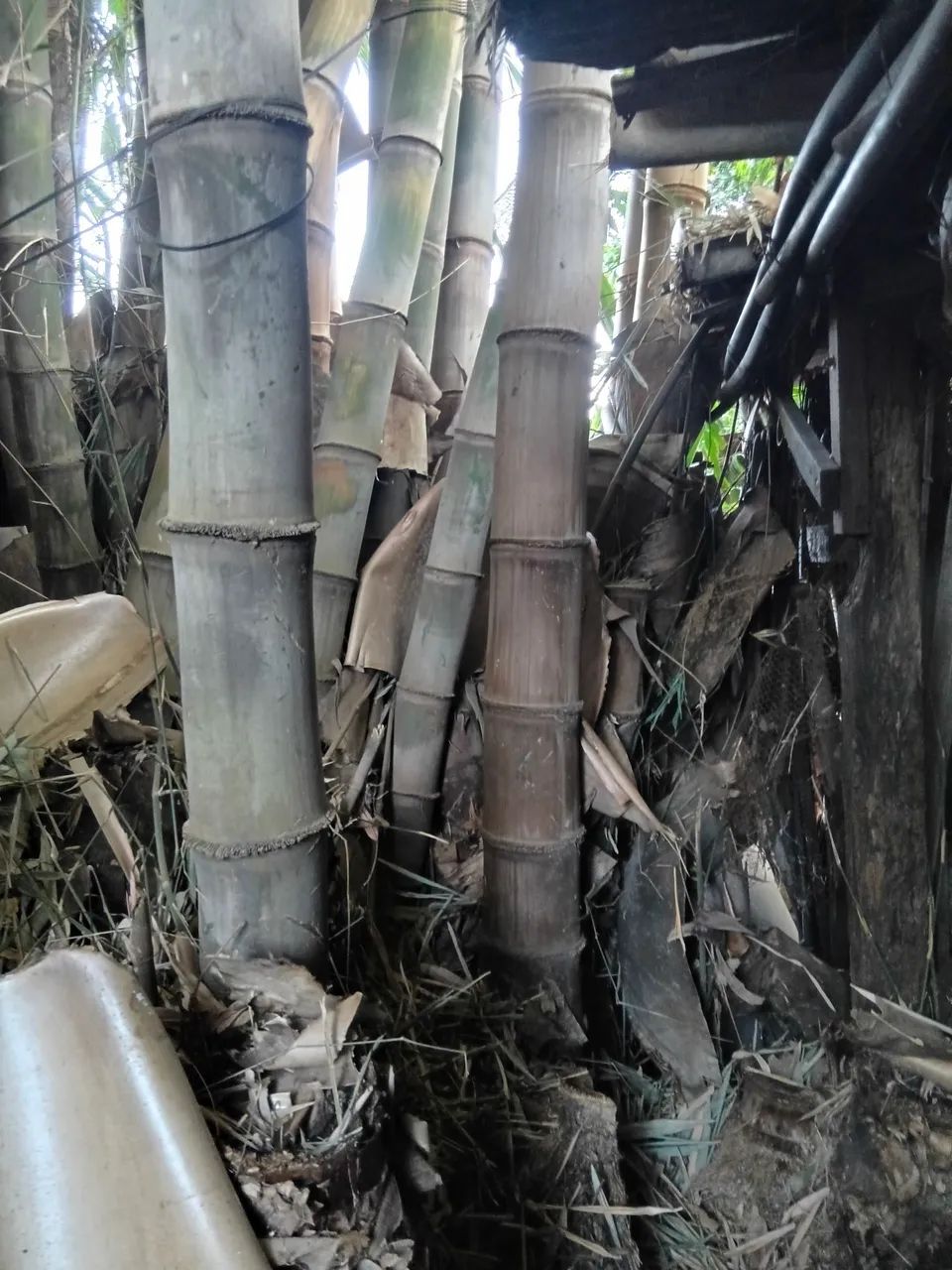 Varas de bambu cana da india - Foto 4