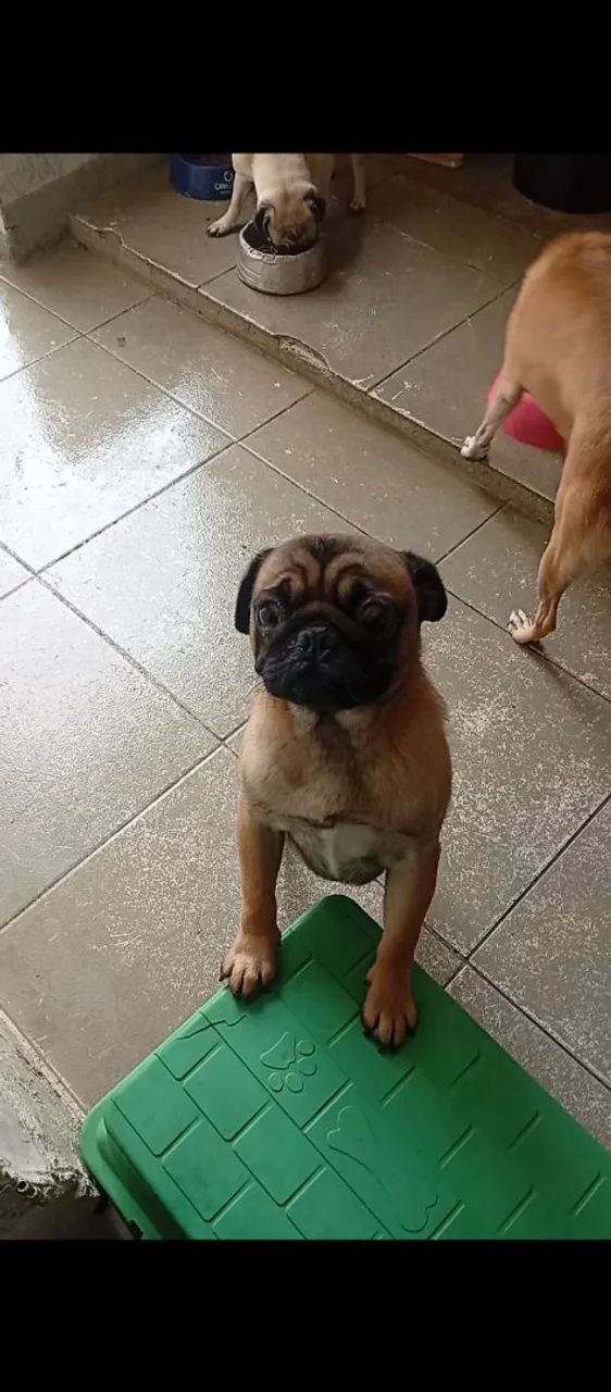 Pug macho  - Foto 2