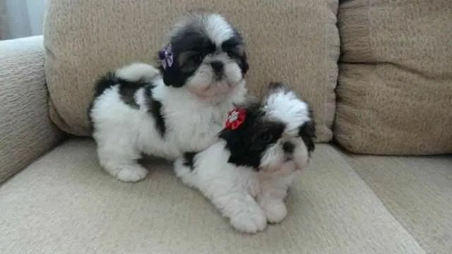 LINDOS FILHOTES DE SHITZU MICRO  - Foto 2