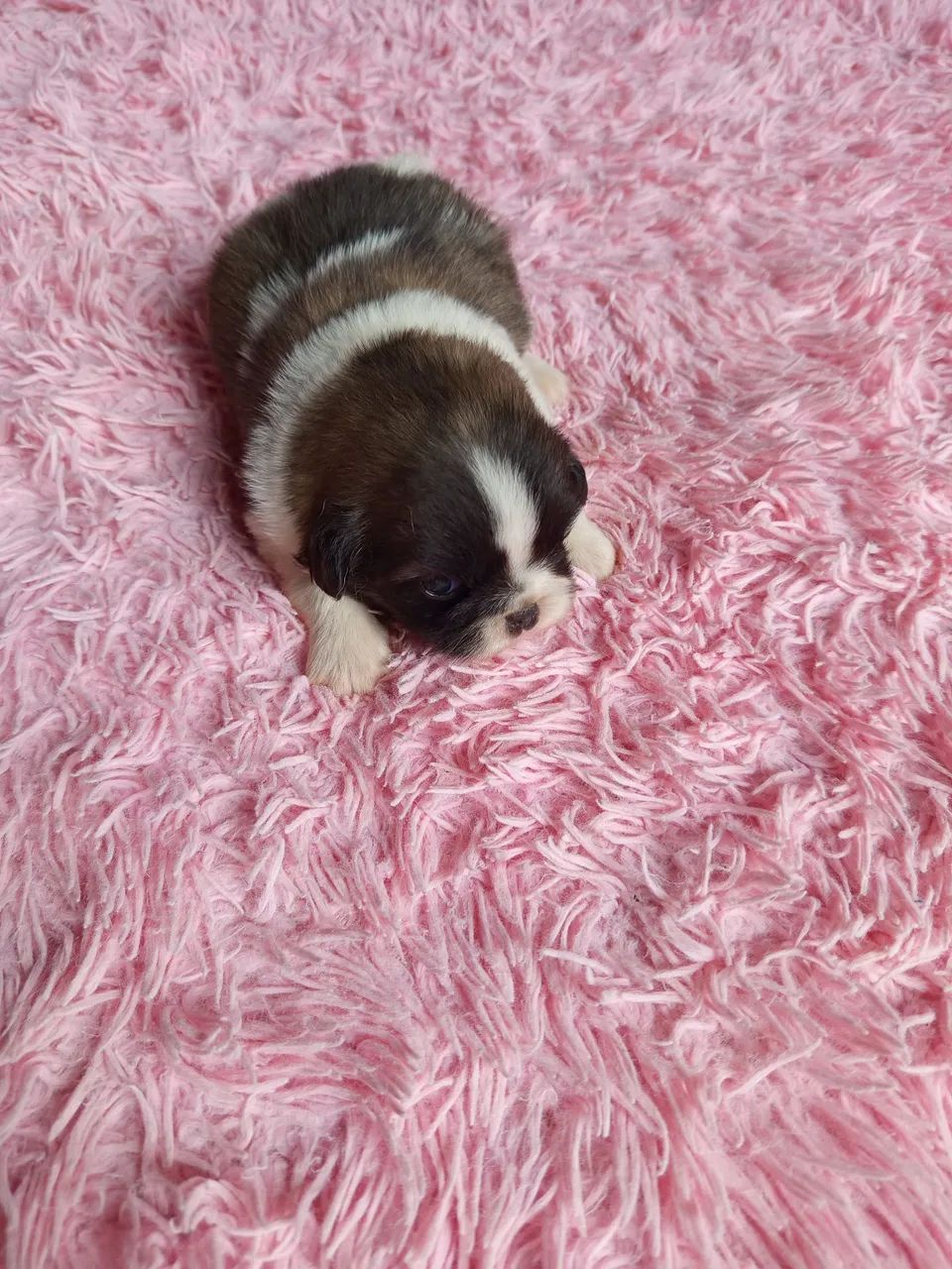 Lindos Cachorrinho da Raça pequinês  - Foto 2