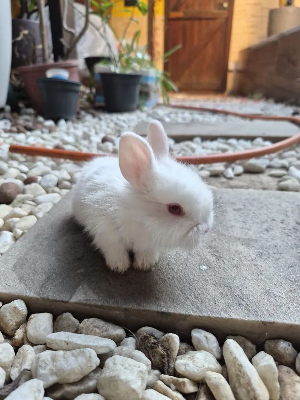 Coelho mini Lion Head 