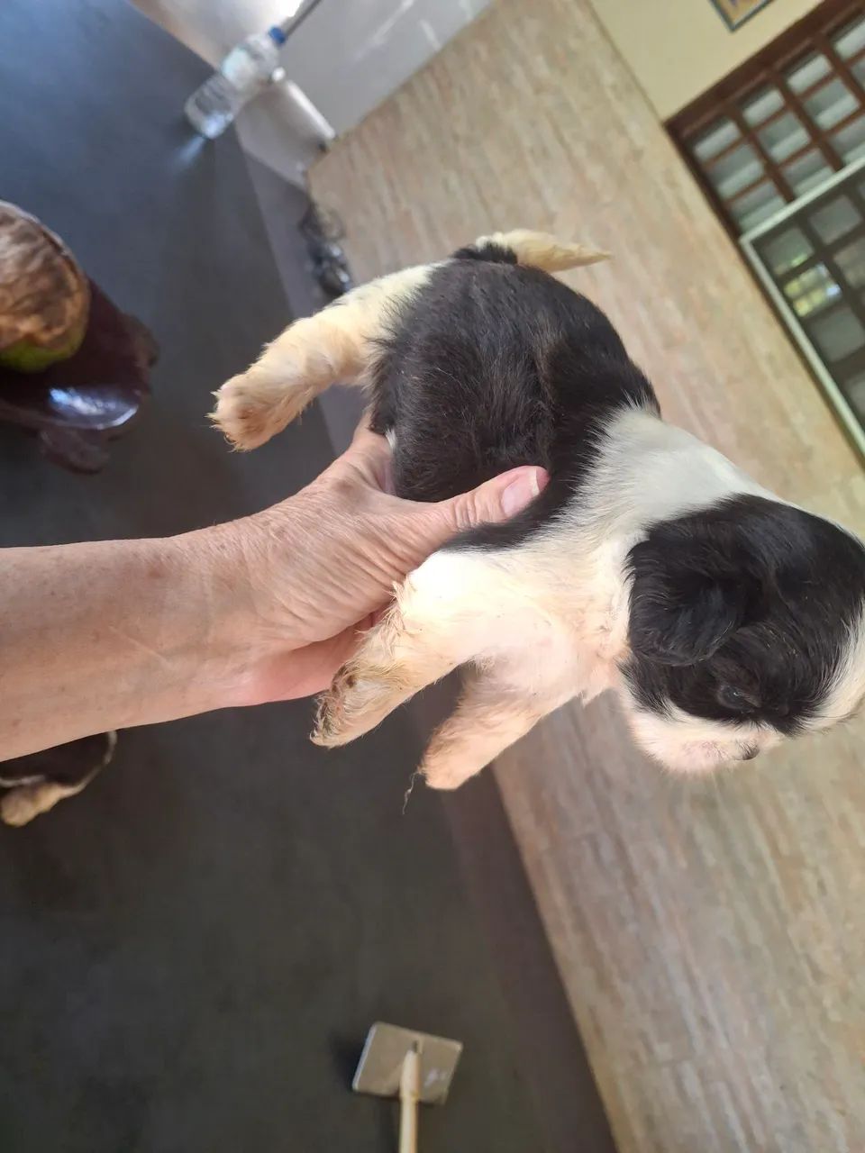 Shihtzu  - Foto 2