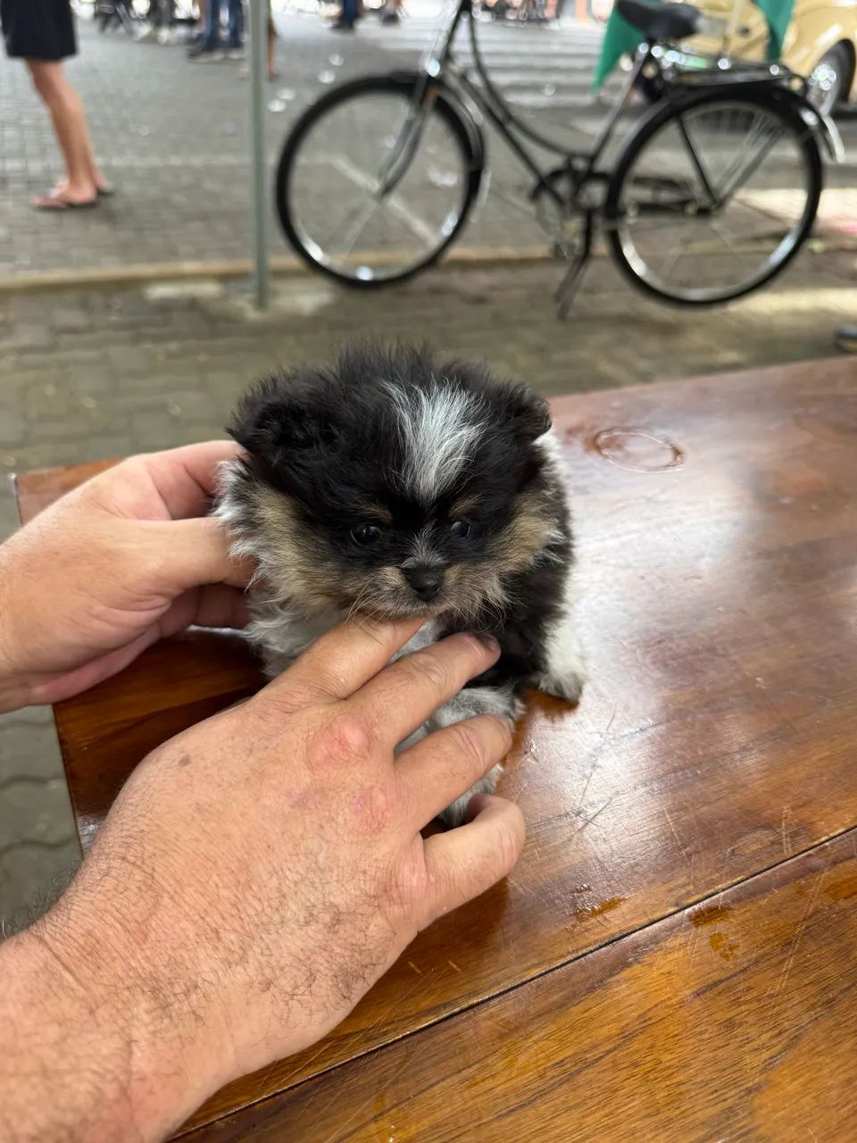 Spitz alemão  - Foto 4