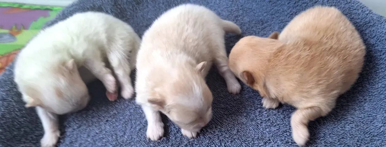 Spitz Alemão Anão Macho  - Foto 4