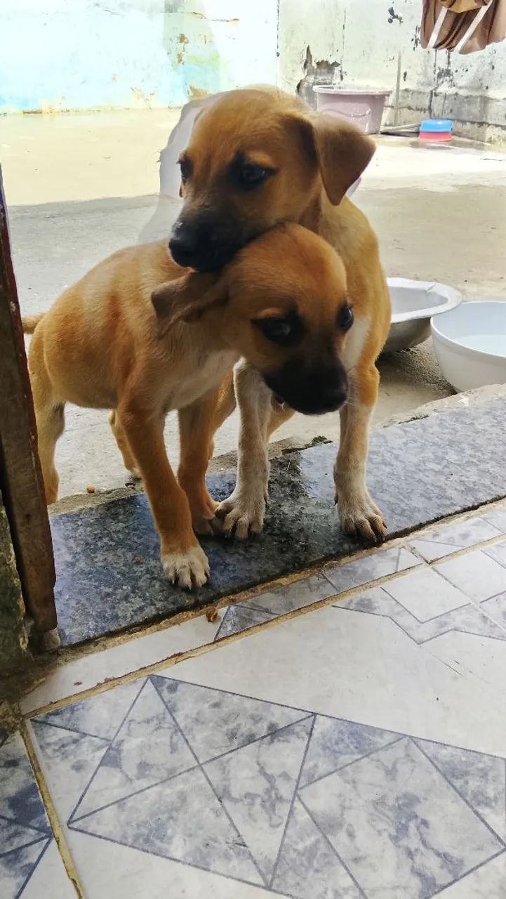 Adoção fêmea  - Foto 5