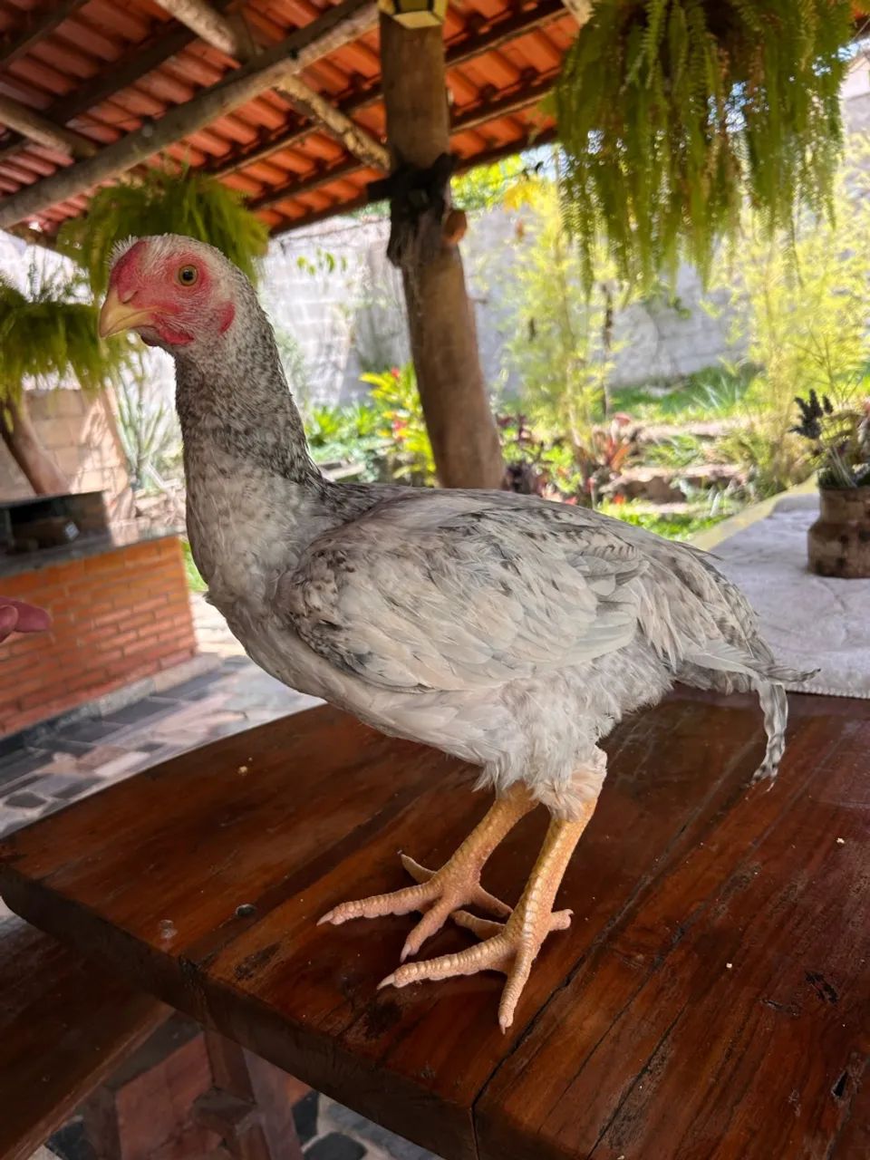 Frango caipira  - Foto 3