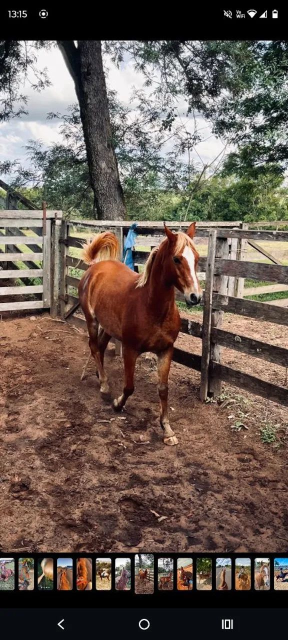 cavalo arabe  - Foto 2