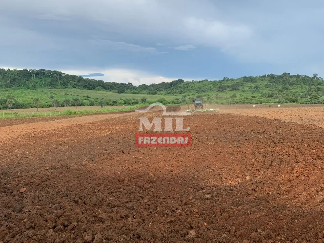 Fazenda 100 Alqueires (484 Hectares) Miranorte - TO