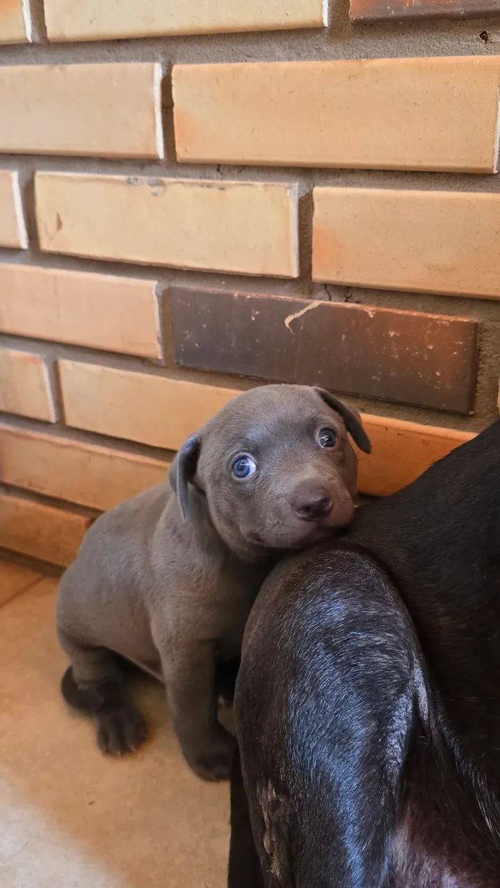 Filhote de Pitbull Cinza Macho - Foto 3