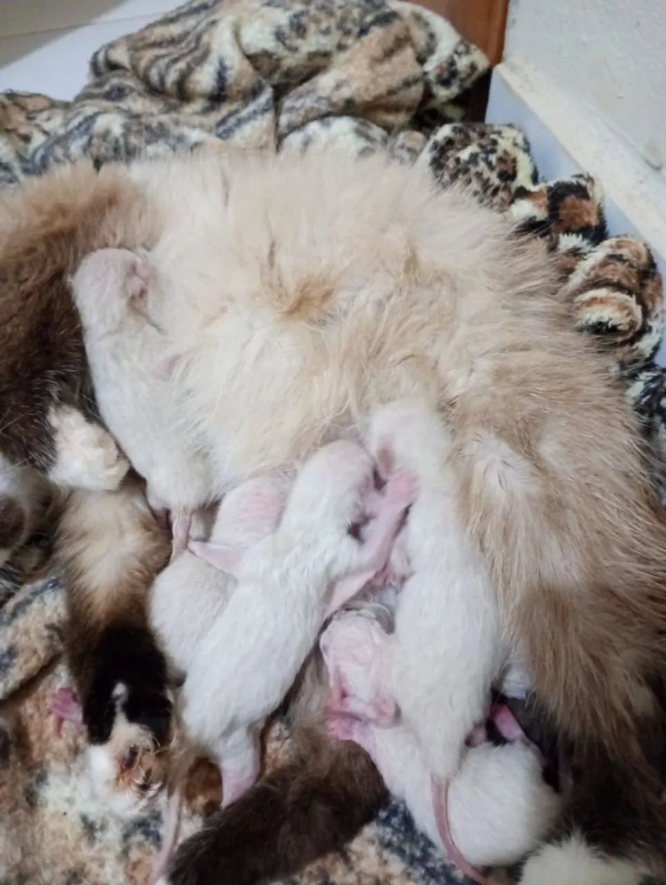 Filhotes de gato - Foto 2