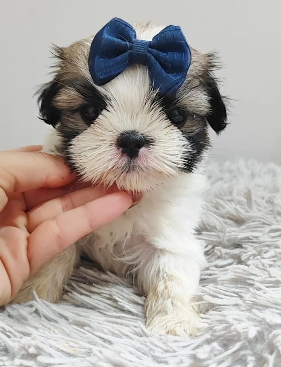 Shih Tzu Filhote - Muito Fofo