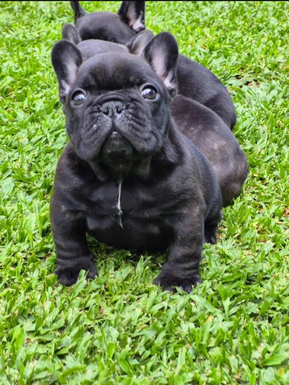 Bulldog francês 