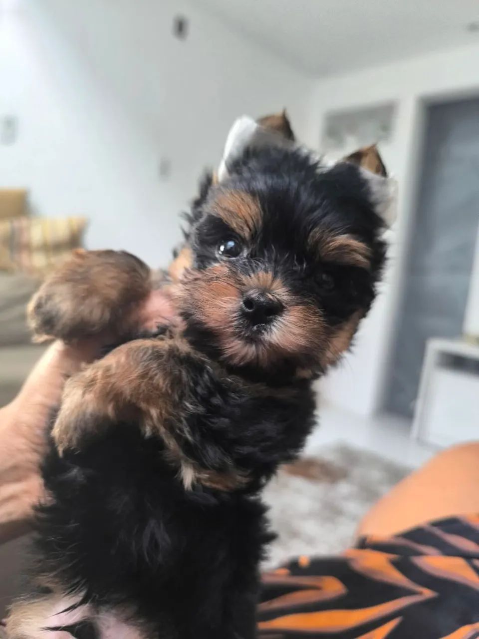 Cachorro yorkshire terrier 