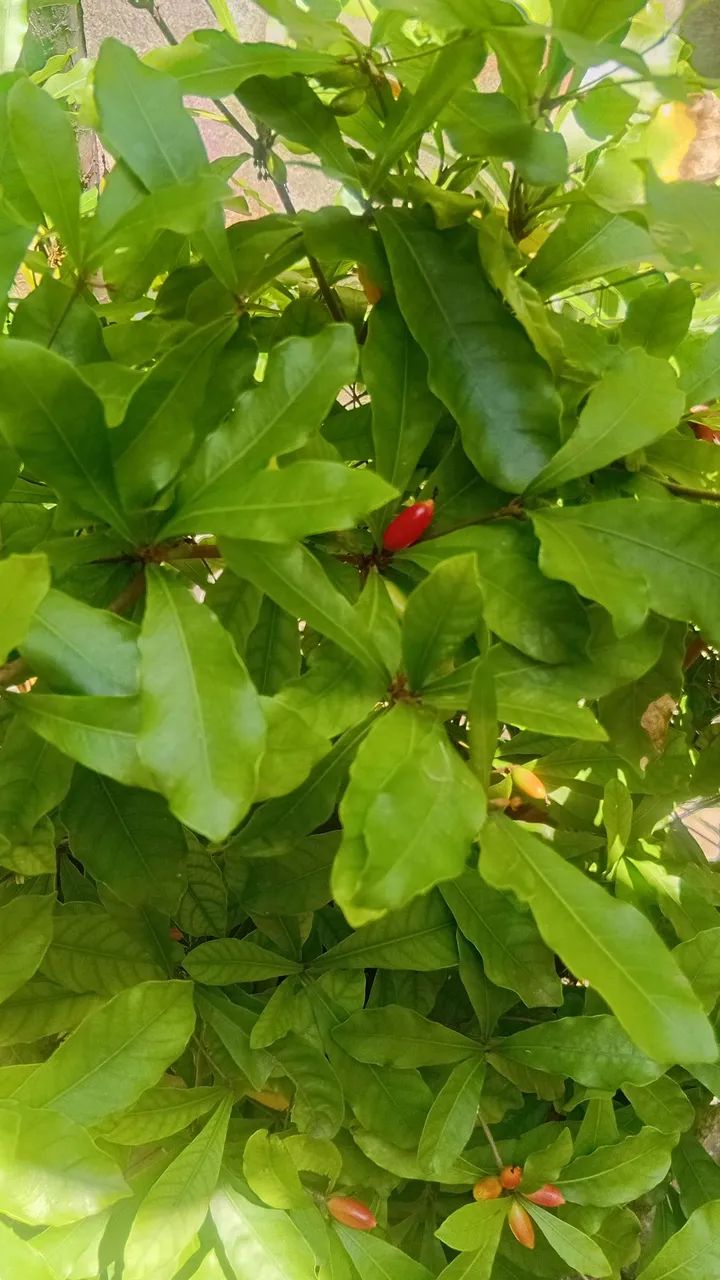 Fruta do Milagre  - Foto 2