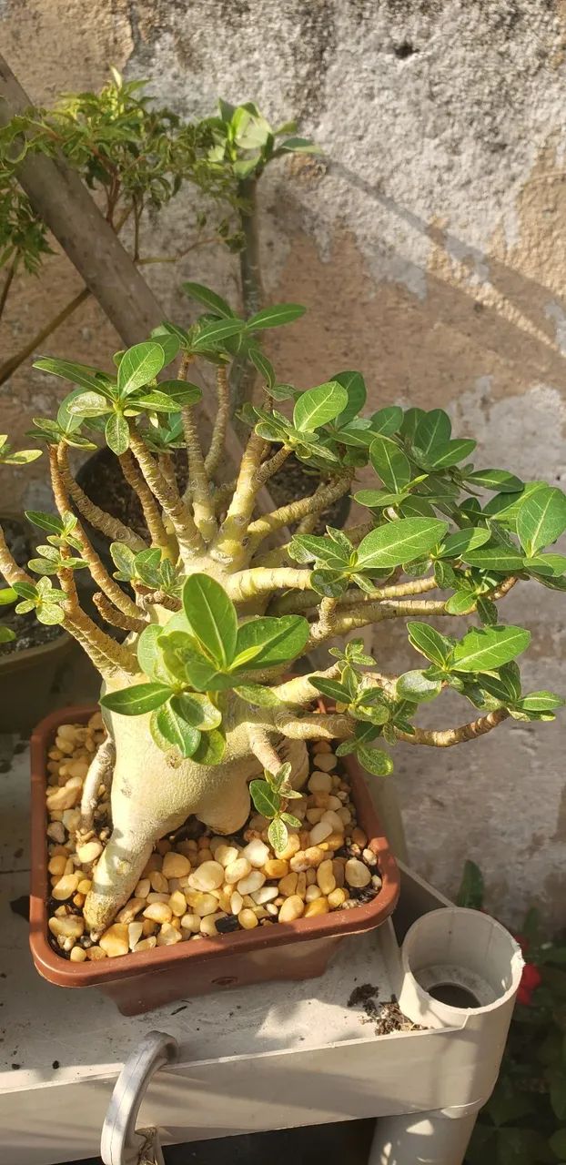 Bonsai rosa do deserto  - Foto 3