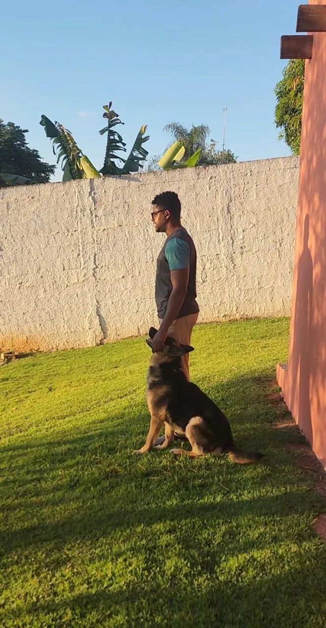Adestramento de cães  - Foto 2