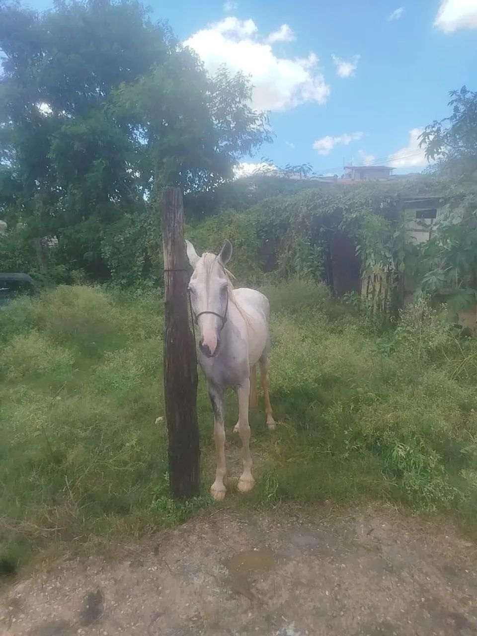 Cavalo castrado  - Foto 5