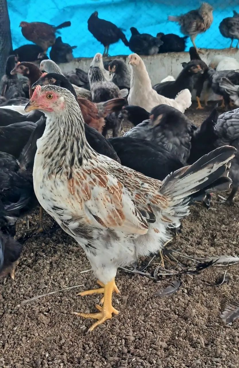 Galinha frangas poedeira 