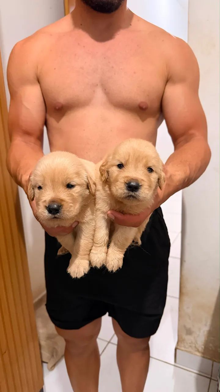 Golden retrieve cachorro - Foto 3