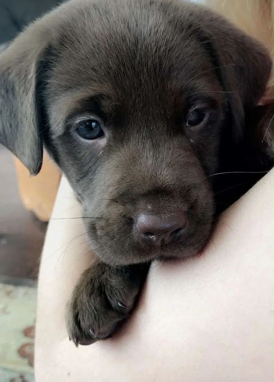 Labrador filhote 