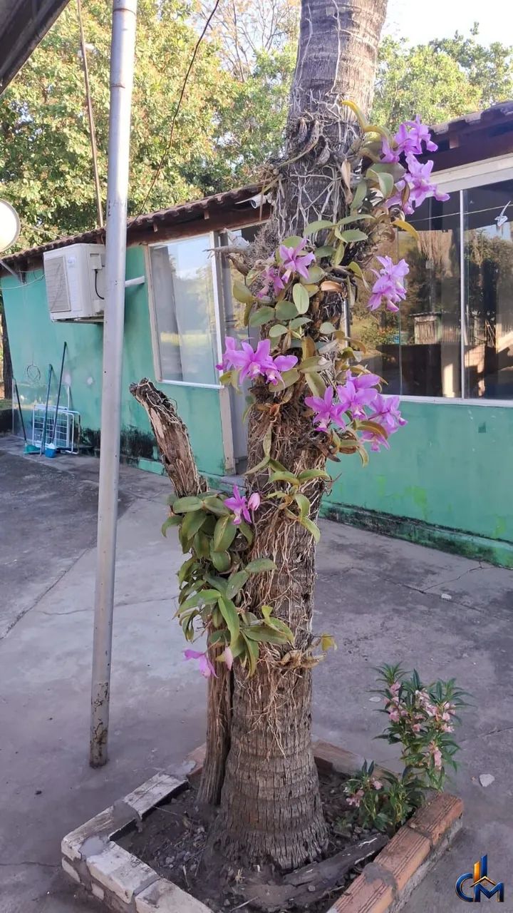 Sítio em Rosario Oeste - Foto 4