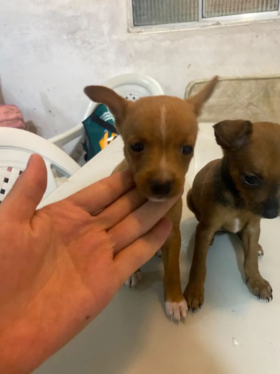 Venda de cachorro  - Foto 3