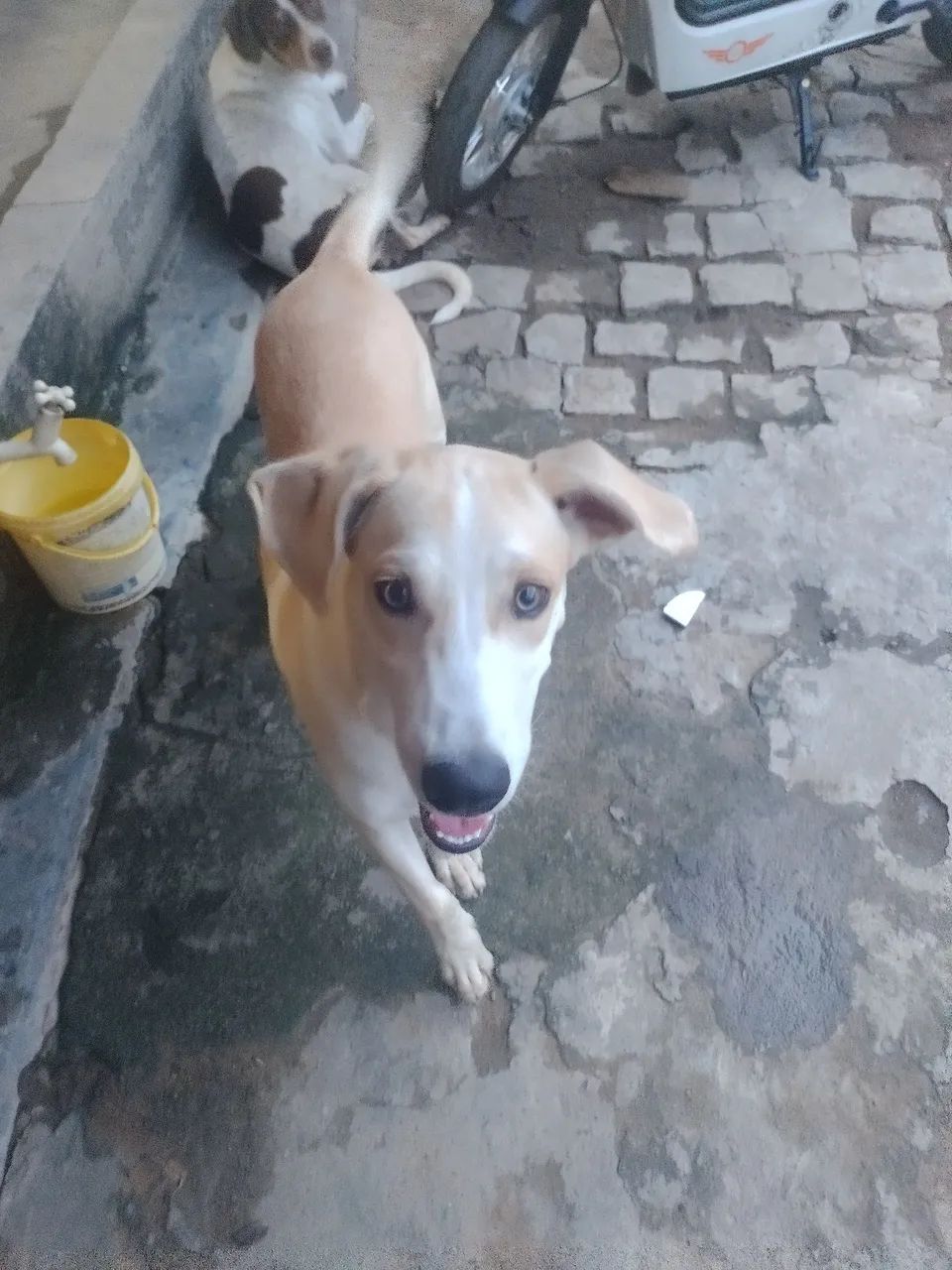 Cachorro pra doação 4 meses  - Foto 3
