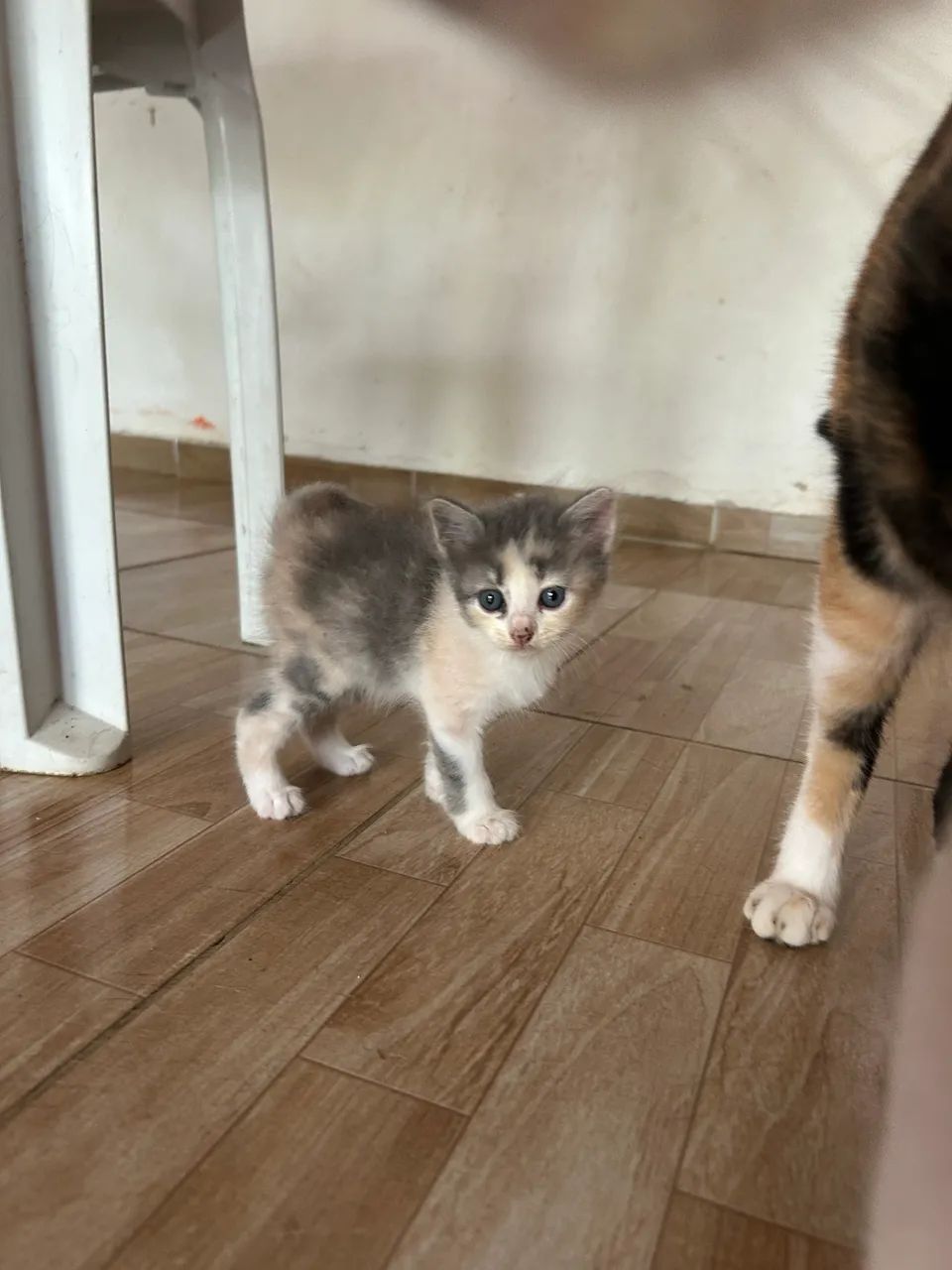 Gata 