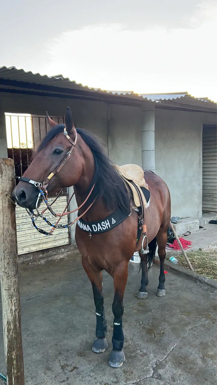 ? POTRA QM DISPONíVEL?    - Foto 5