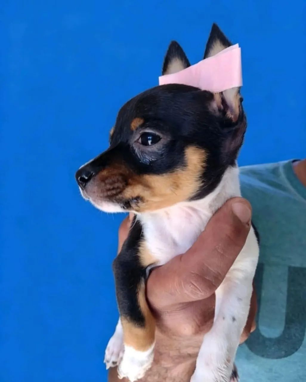Mini dogs
