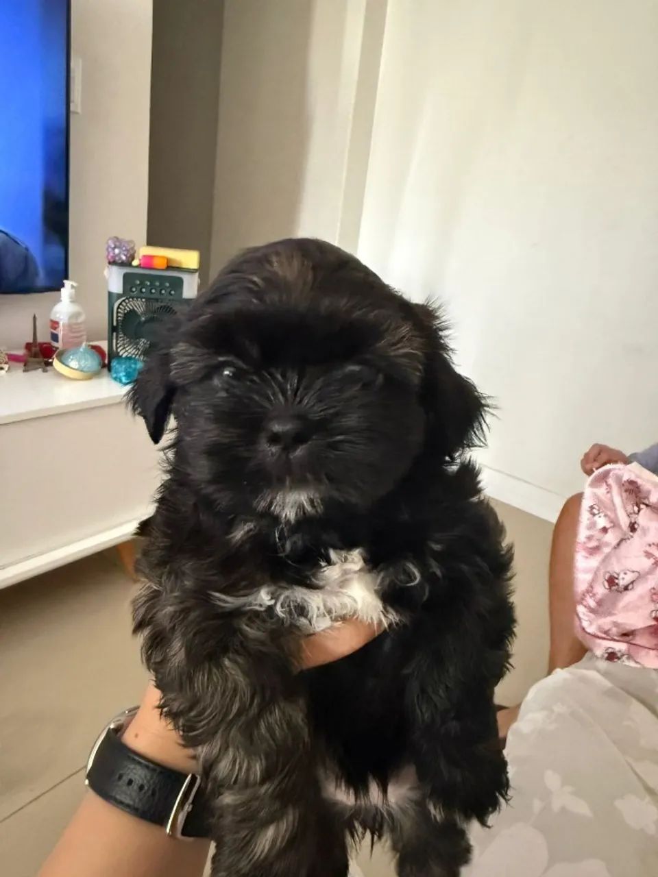 Filhotes Shih Tzu - Foto 3
