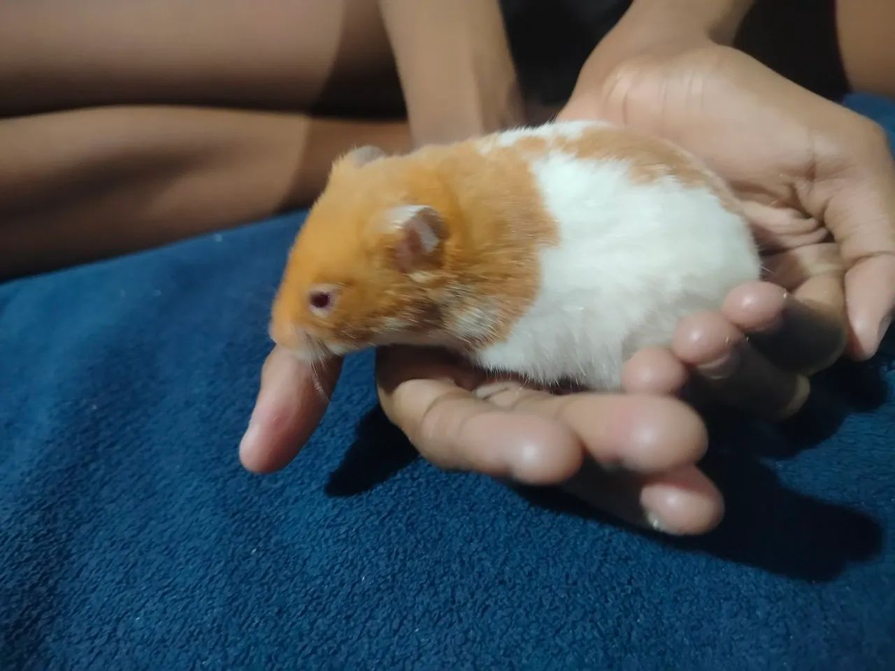 Hamster sírio macho "doação" - Foto 3