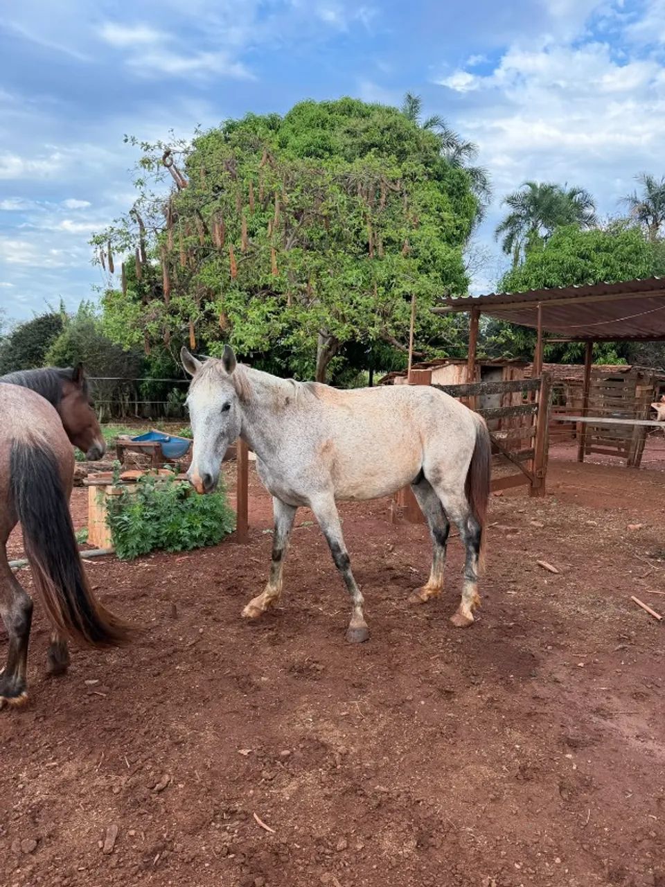 Cavalo  - Foto 3