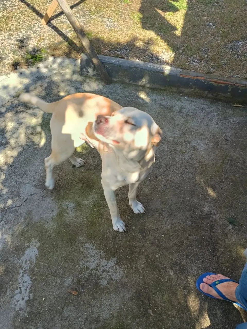 Doando cachorro (scobby)  - Foto 2